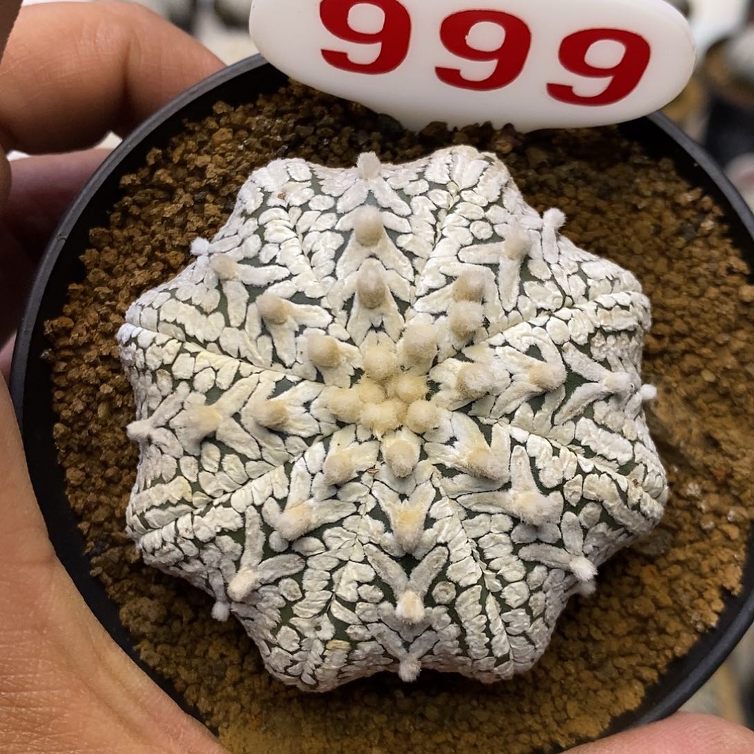 999福利特价来了哦耶