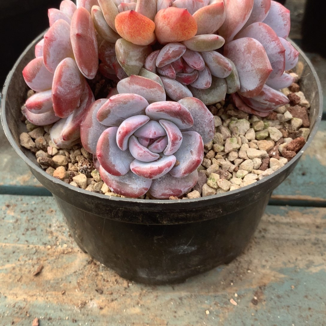 无花朵哈哈哈哈哈哈哈哈哈29