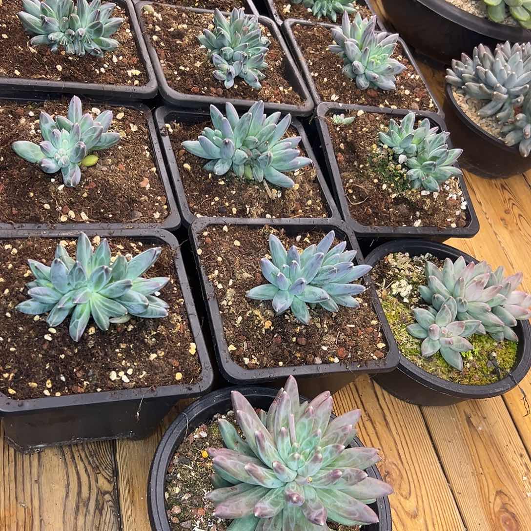 郁***仔雪黛莉群生，6颗缀