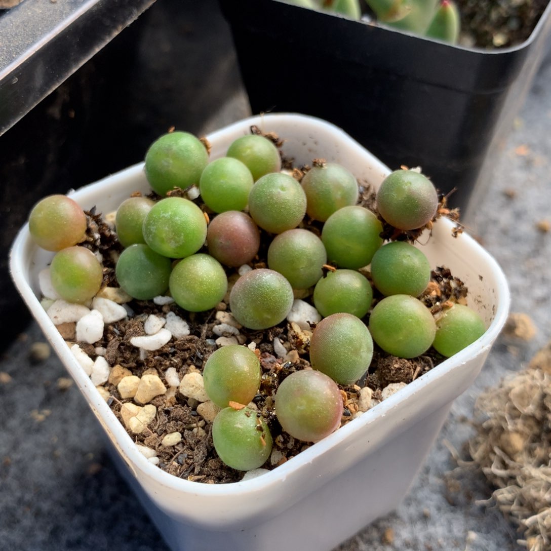 小**?073大眼睛空蝉0.5厘米