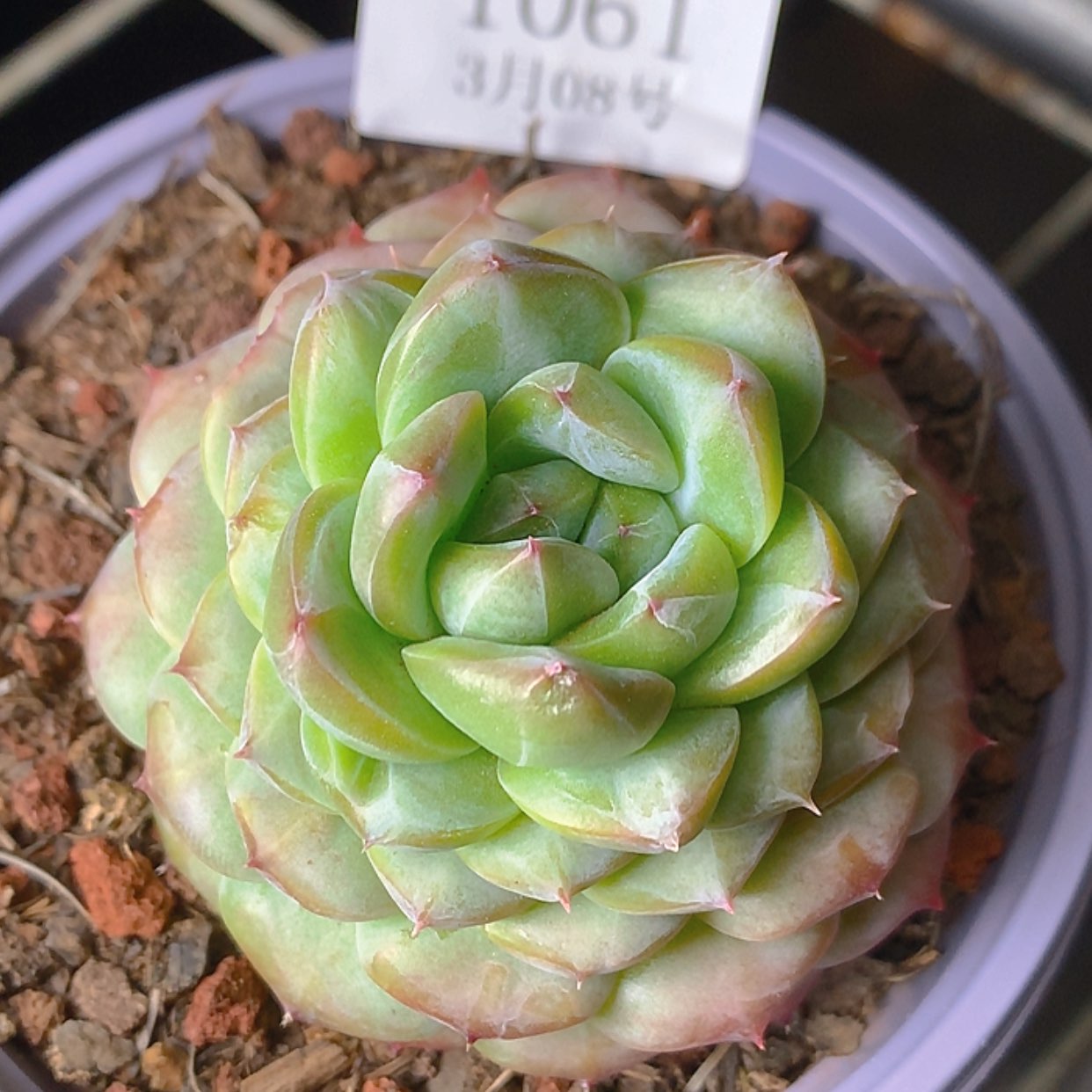 【闪购商品】米*云1061