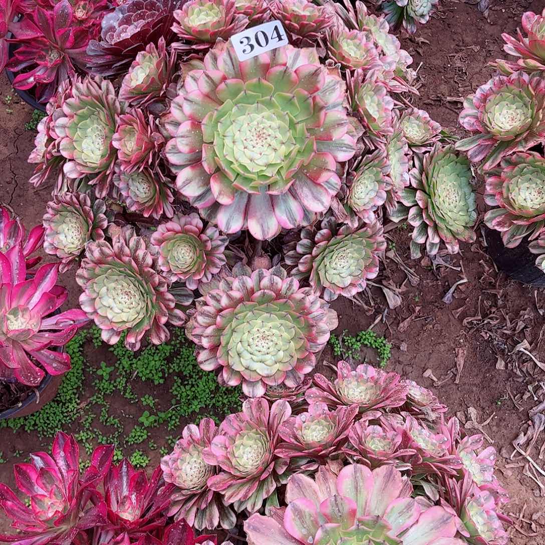 落*?多肉植物304多肉