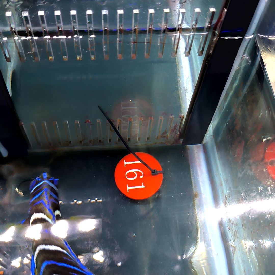 海水鱼蓝纹12+瑕疵无售后6-72-161