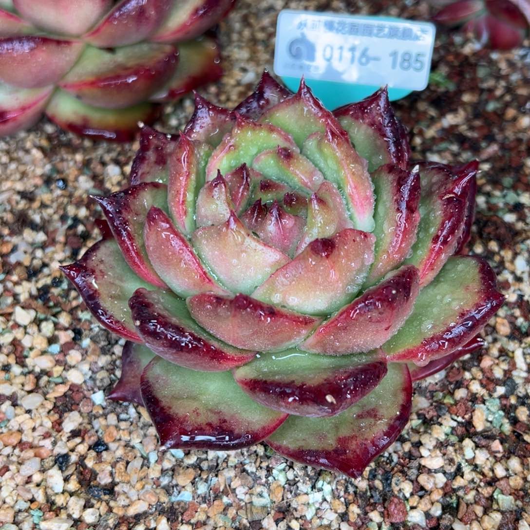 从前慢多肉精选超好0116.185