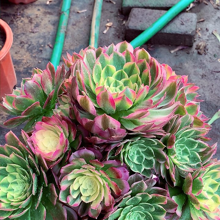 海王捧花，多肉植物