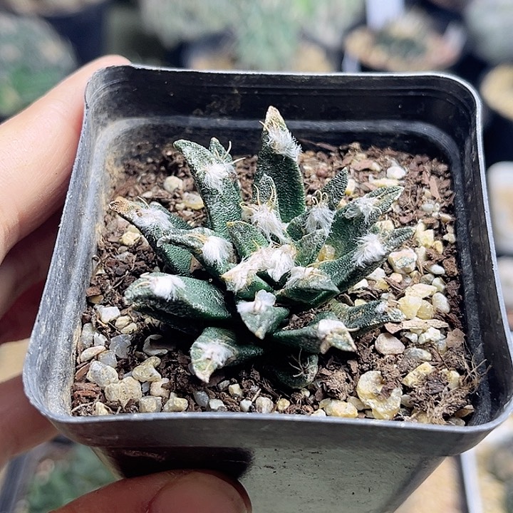 4.5公分龙舌兰牡丹