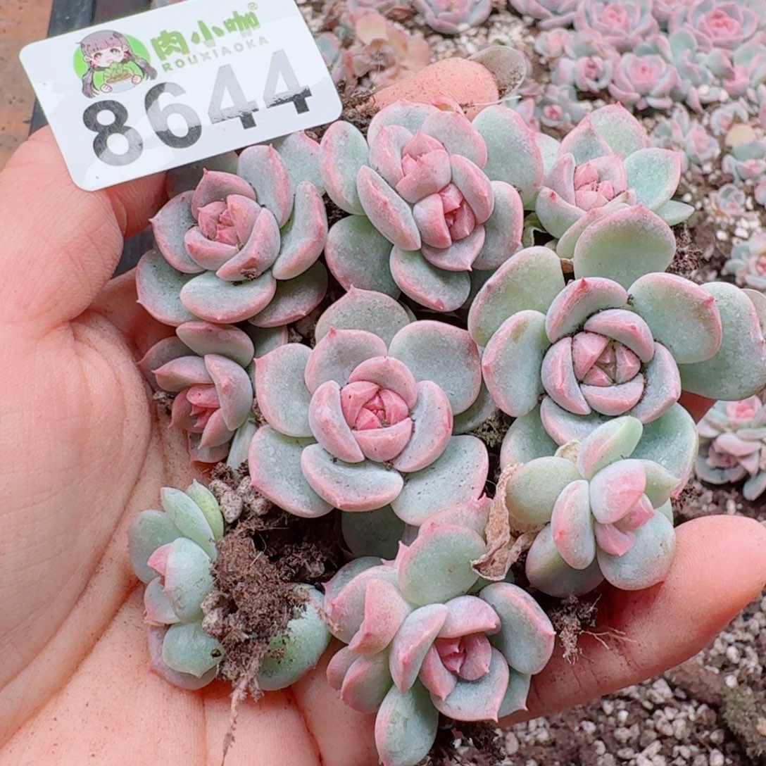 多肉植物多肉植物