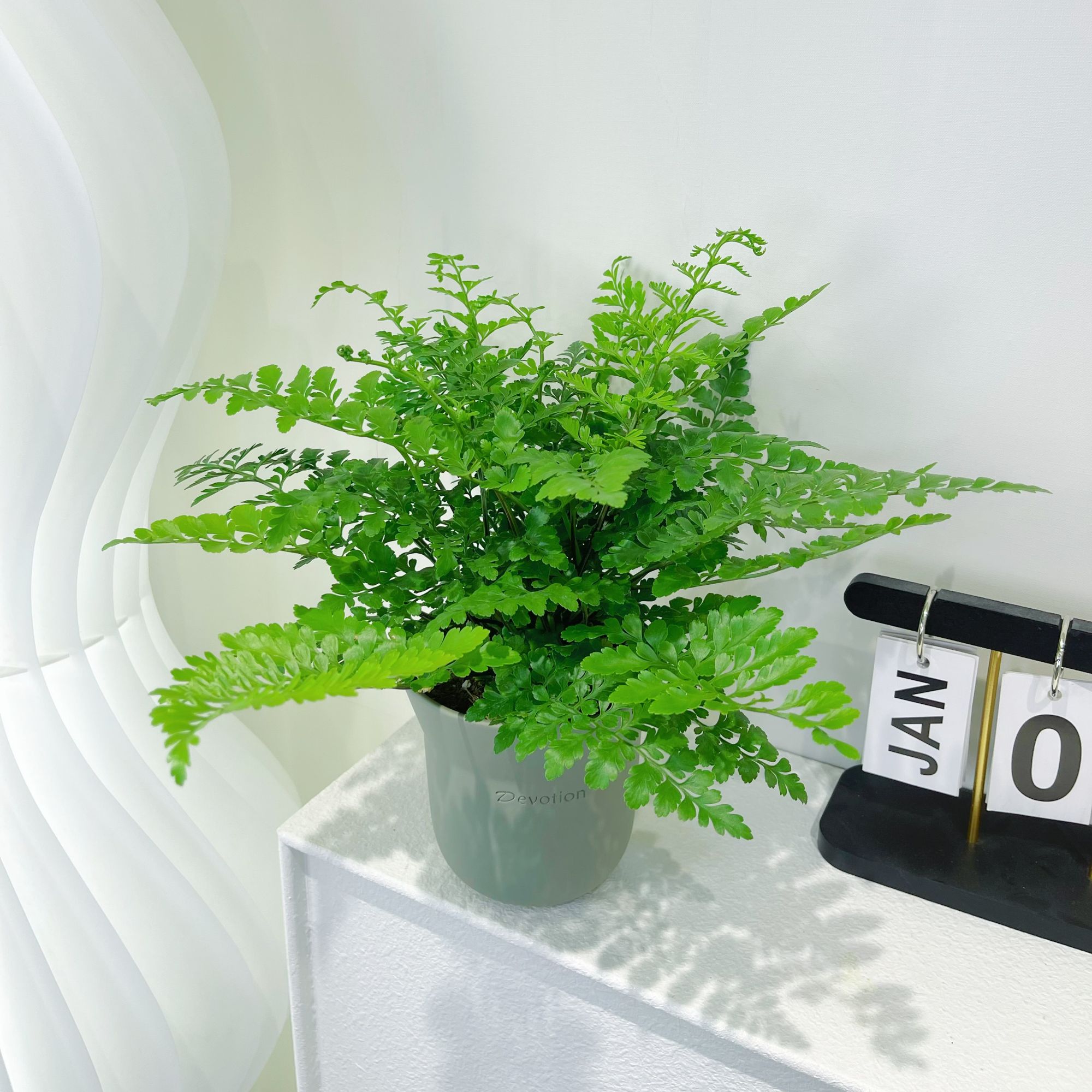 吉姆蕨室内喜阴好养懒人绿植高端大气小众盆栽客厅书房书桌植物