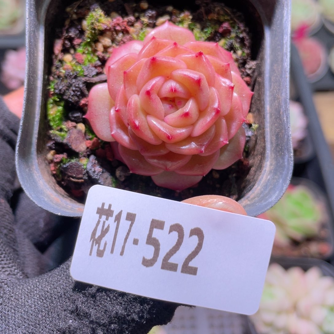 花利美17-522灵翠