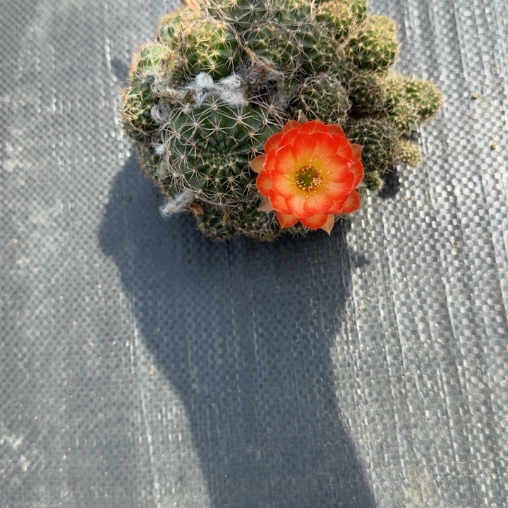 丽花仙人掌群生一群554