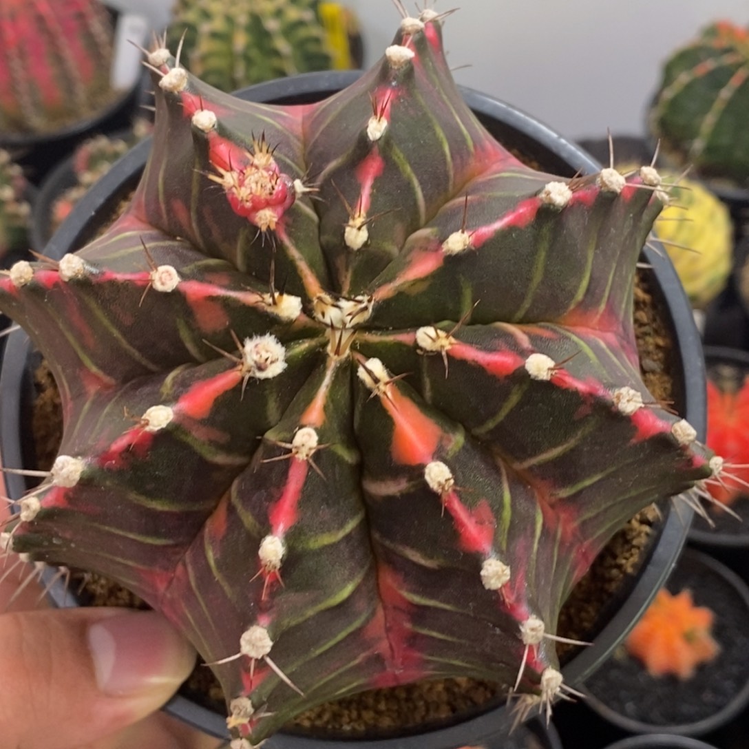 超大泰系全品米哈—带盆土发货19