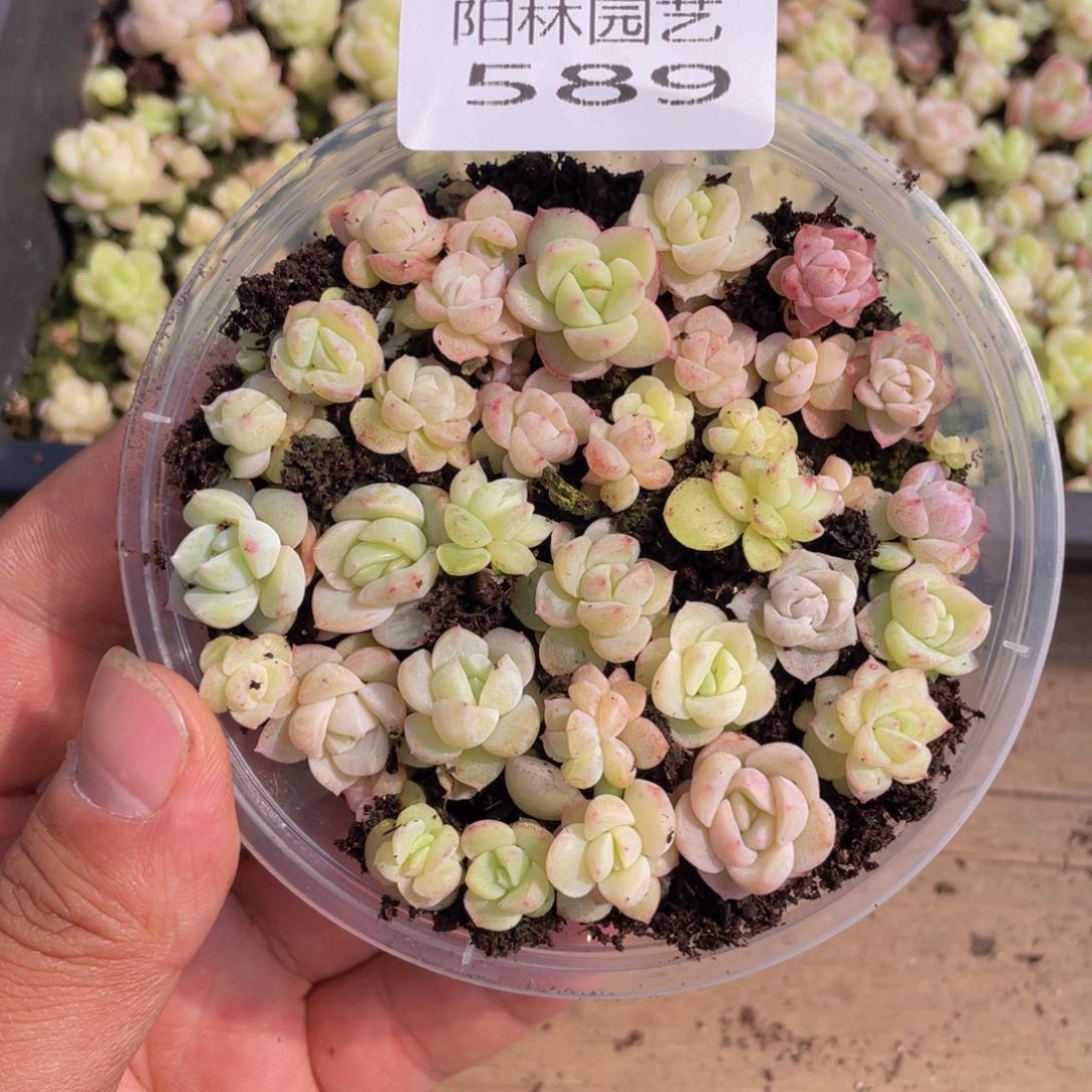 多肉植物多肉植物589
