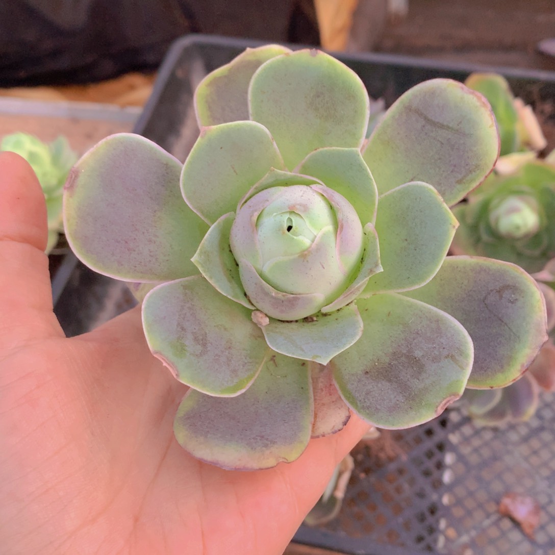 粉耶罗量拍一颗b b b b