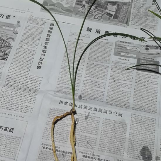 完全开放大天蝉母苗