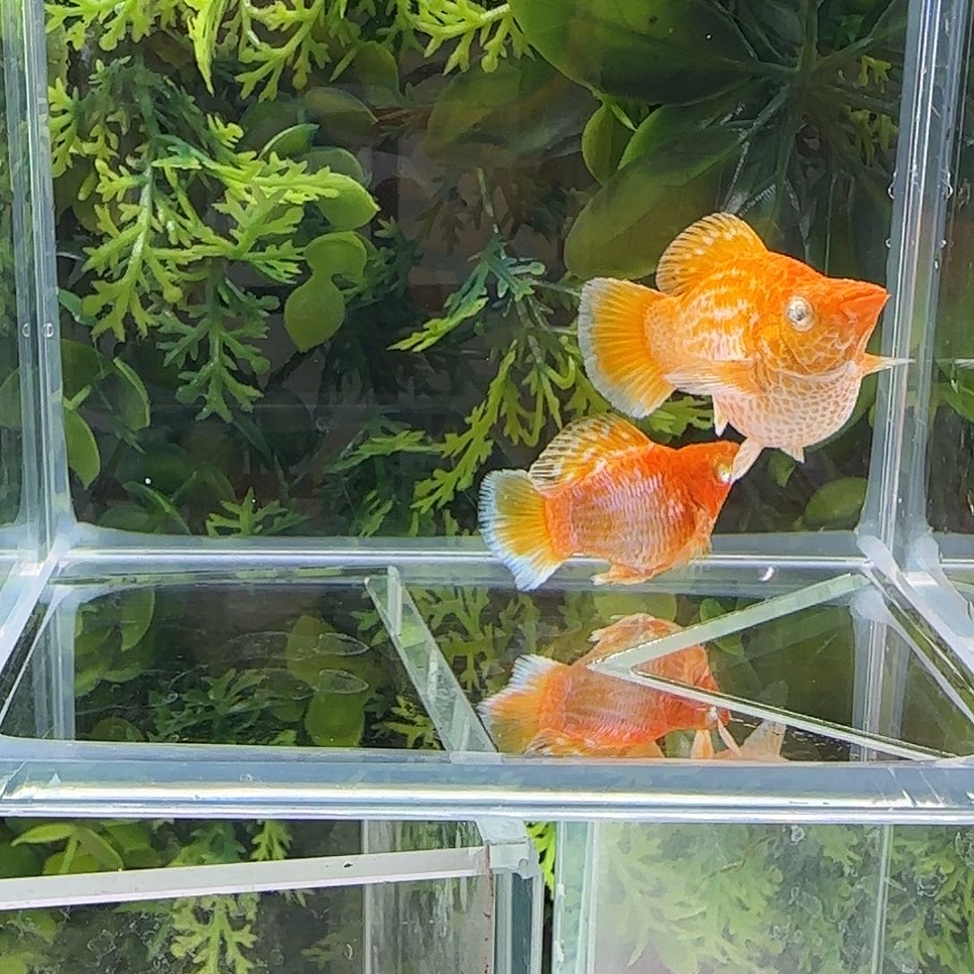 孔雀鱼钻石玛丽黄金一对