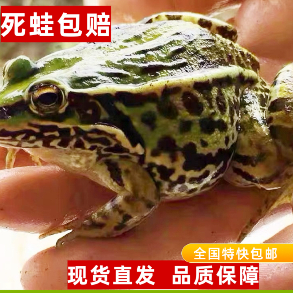 鲜活，中蛙（13-16只/斤，拍3斤包邮）
