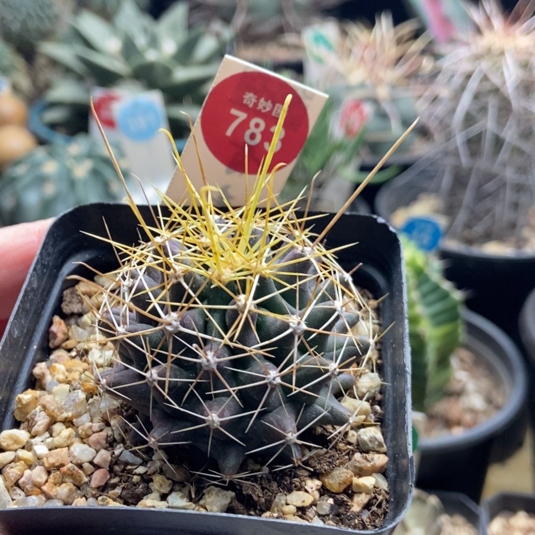 实生金勾刺球一颗仙人球