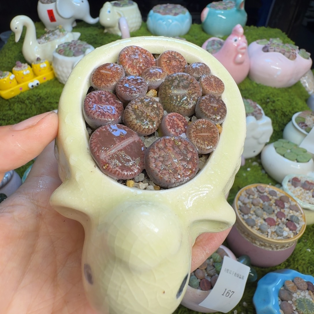 多肉植物福利冲190