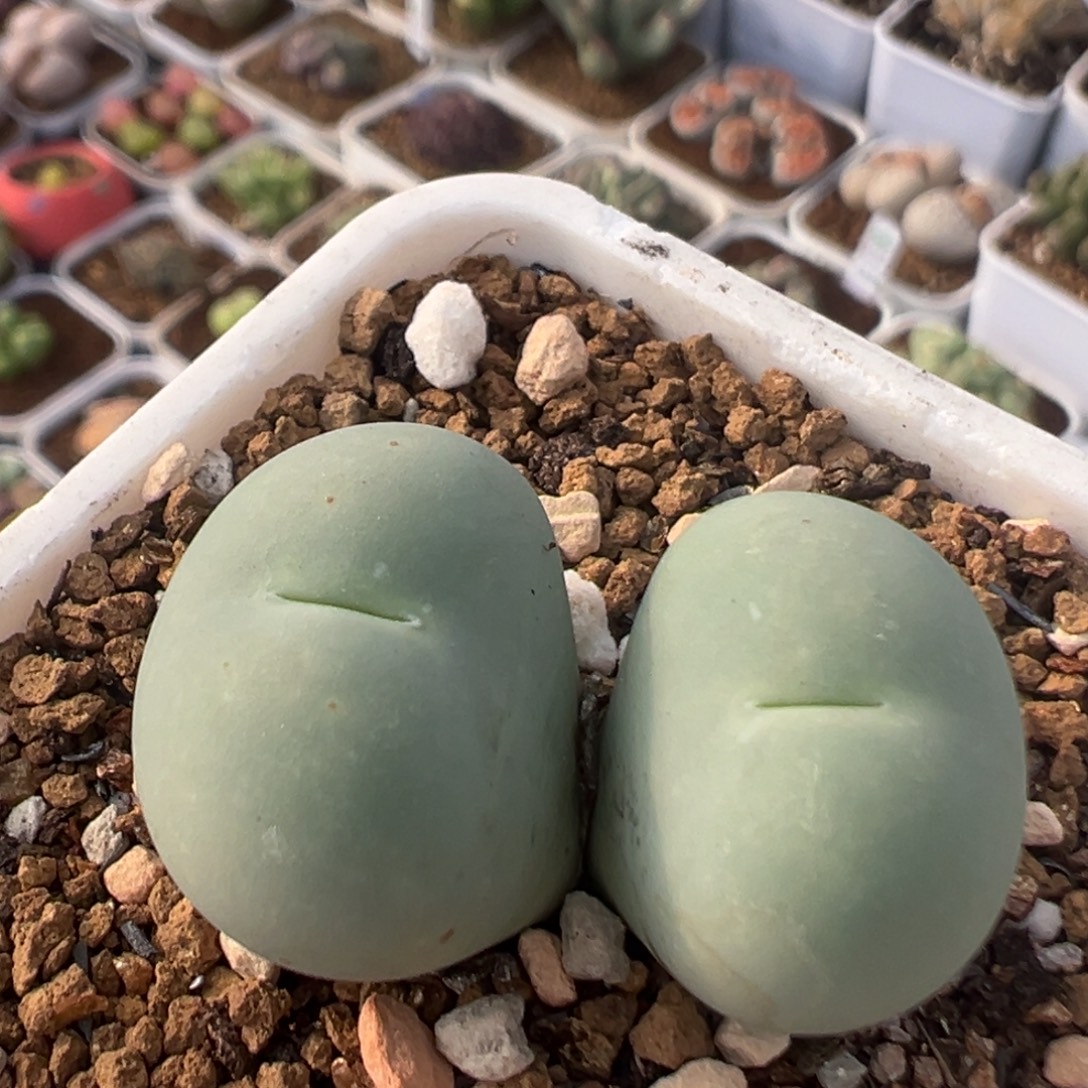 81多肉植物百科植物