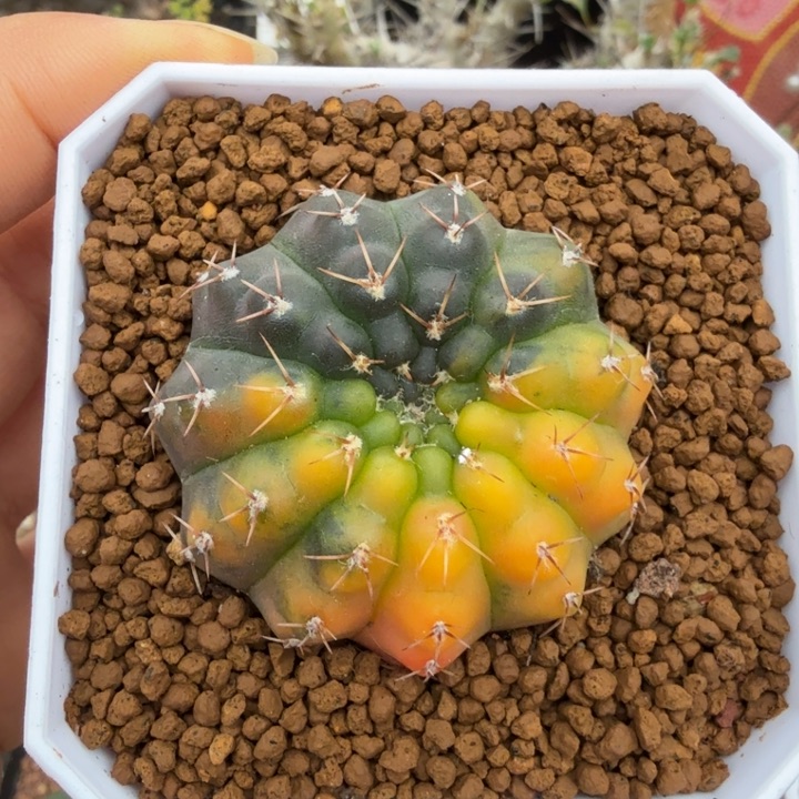 瑞昌玉锦（满28包邮）