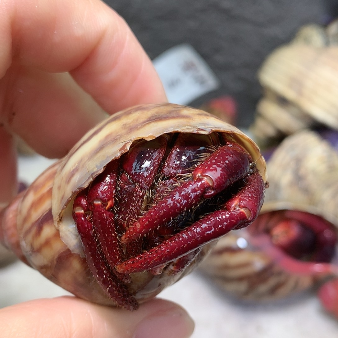 3.2口径奔跑的寄居蟹20号