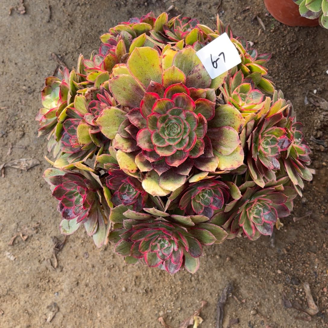 12-6-7莲花座法师锦