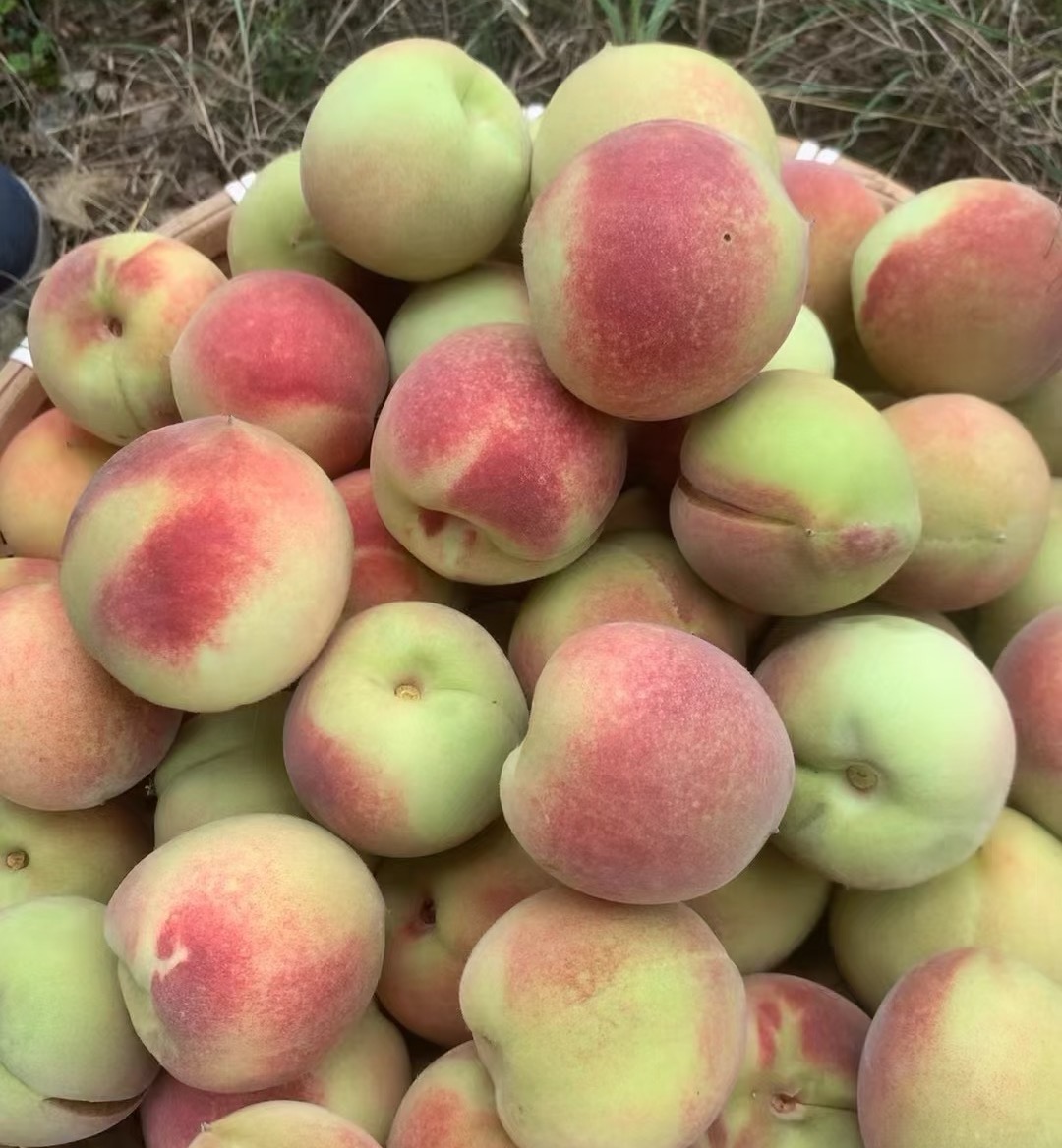 【发净重4.5-5斤】小冬桃新鲜脆桃毛桃脆爽多汁当季水果