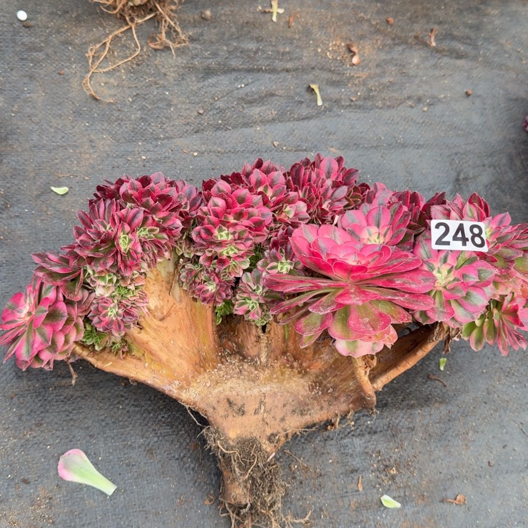 248多肉植物倾城缀有干伤