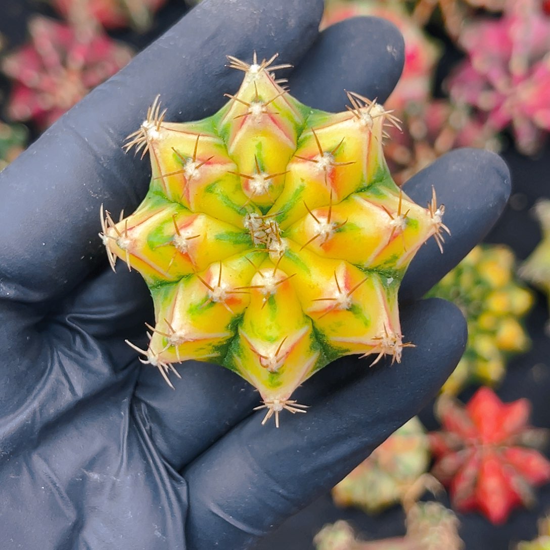 米哈011 实生 品全4.5公分