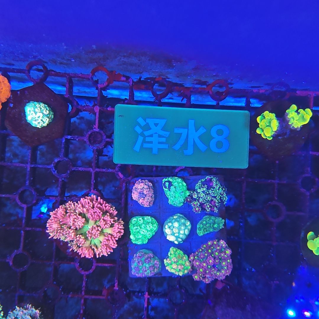 抖店直播间闪购单价单