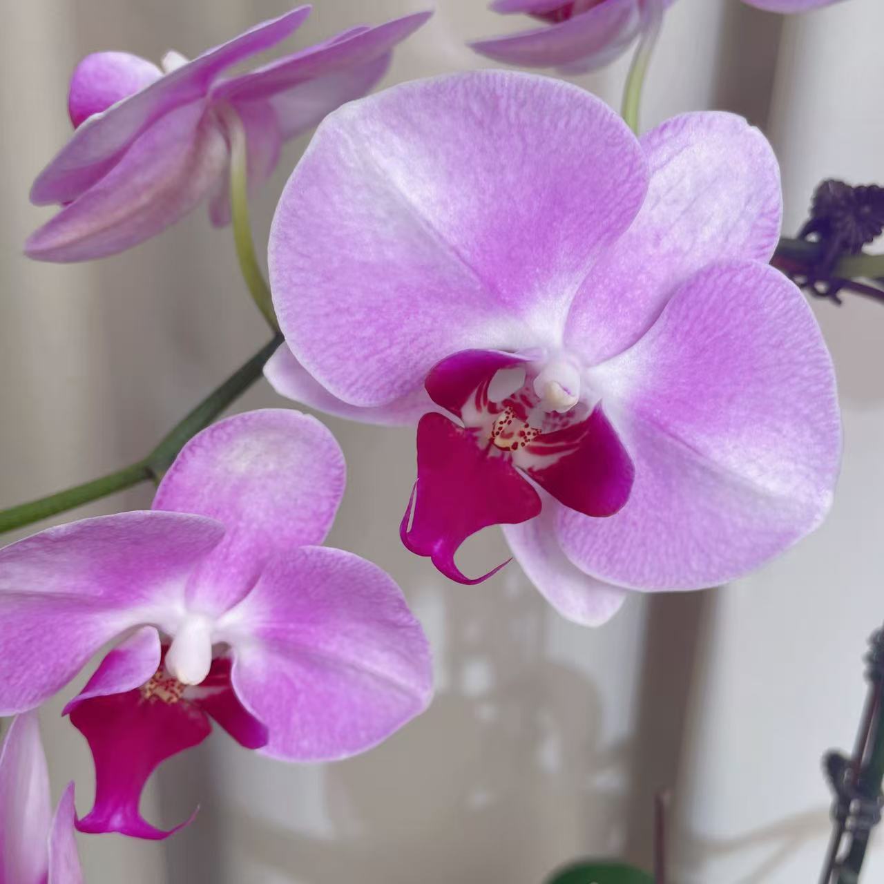 【月亮公主】欧品 双花剑  蜡质花 花色鲜艳 广州源头基地直发