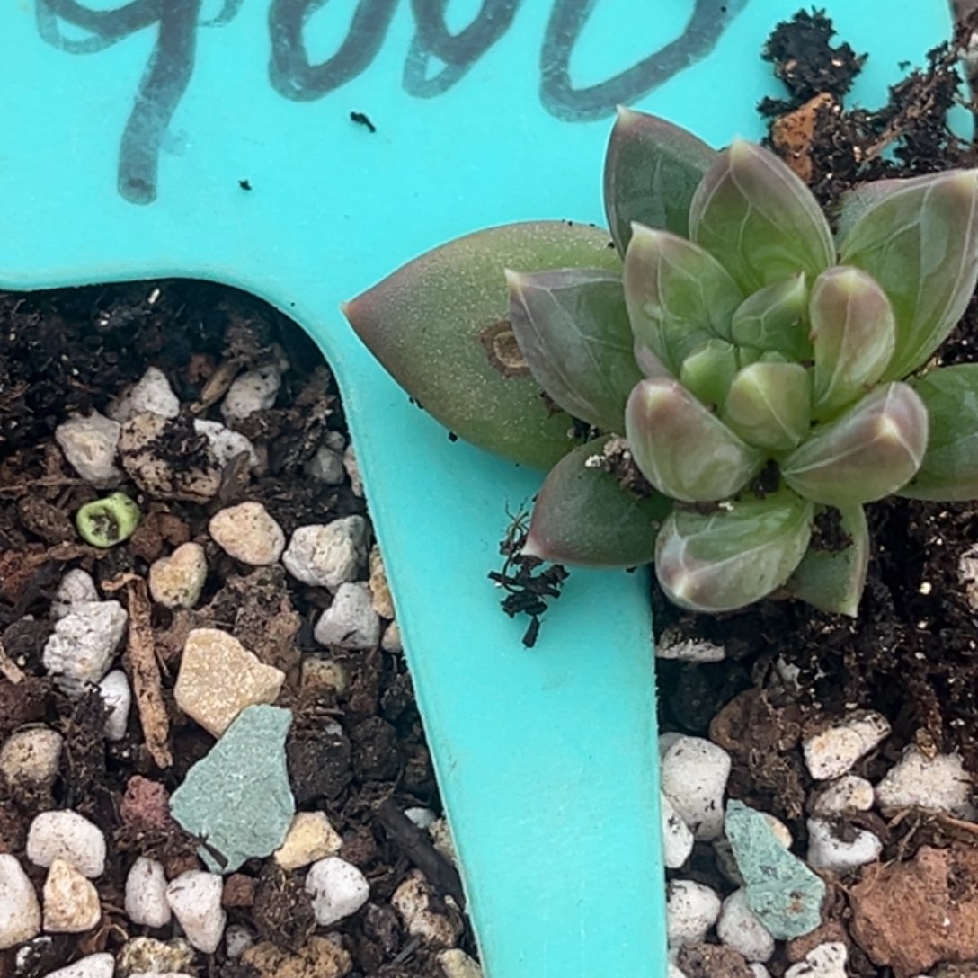 d***q9006号上午多肉植物群生多肉