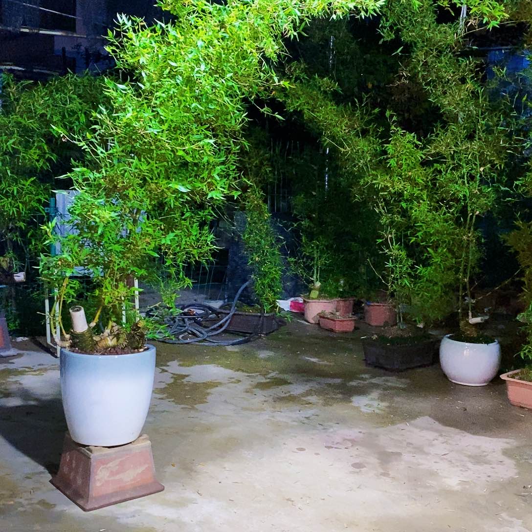 不****?小叶簕竹一物一拍