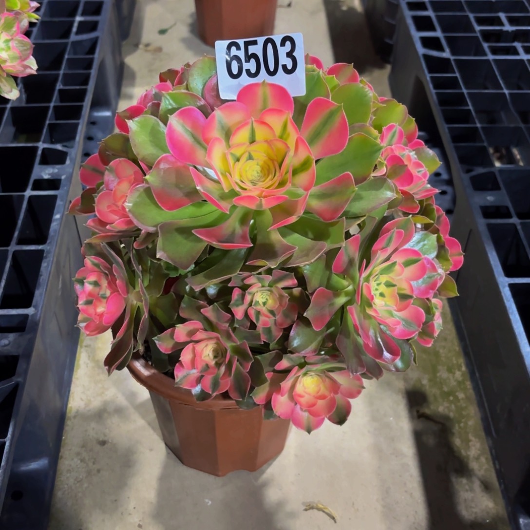 红***红无花朵6503香妃1111111