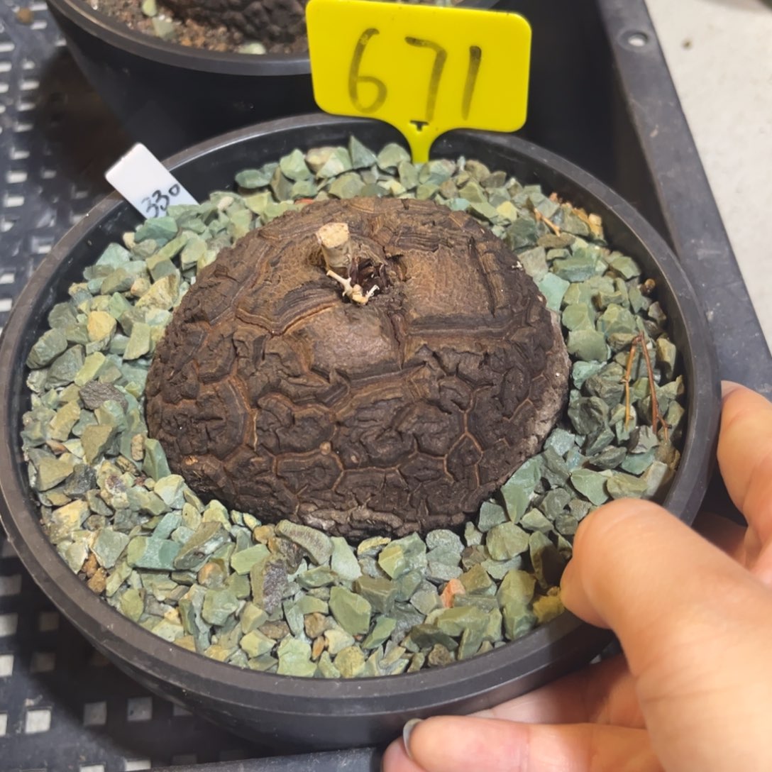 671龟甲龙12345678