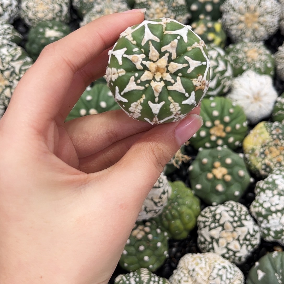 翠绿色ｖ兜哈哈哈哈