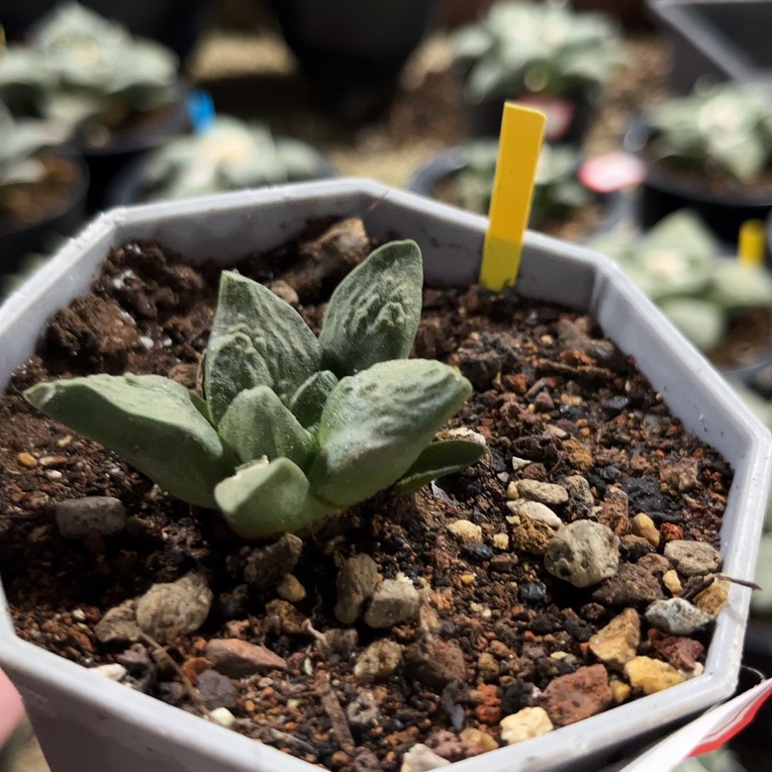 52号实生龙角龟福利