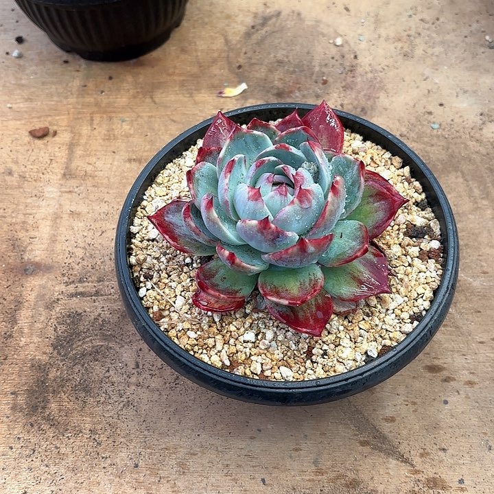 多肉植物，惊魂仙子