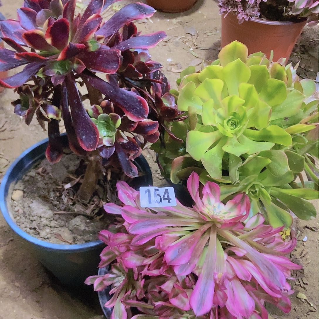 154三个老庄朵朵特价不周正有断指