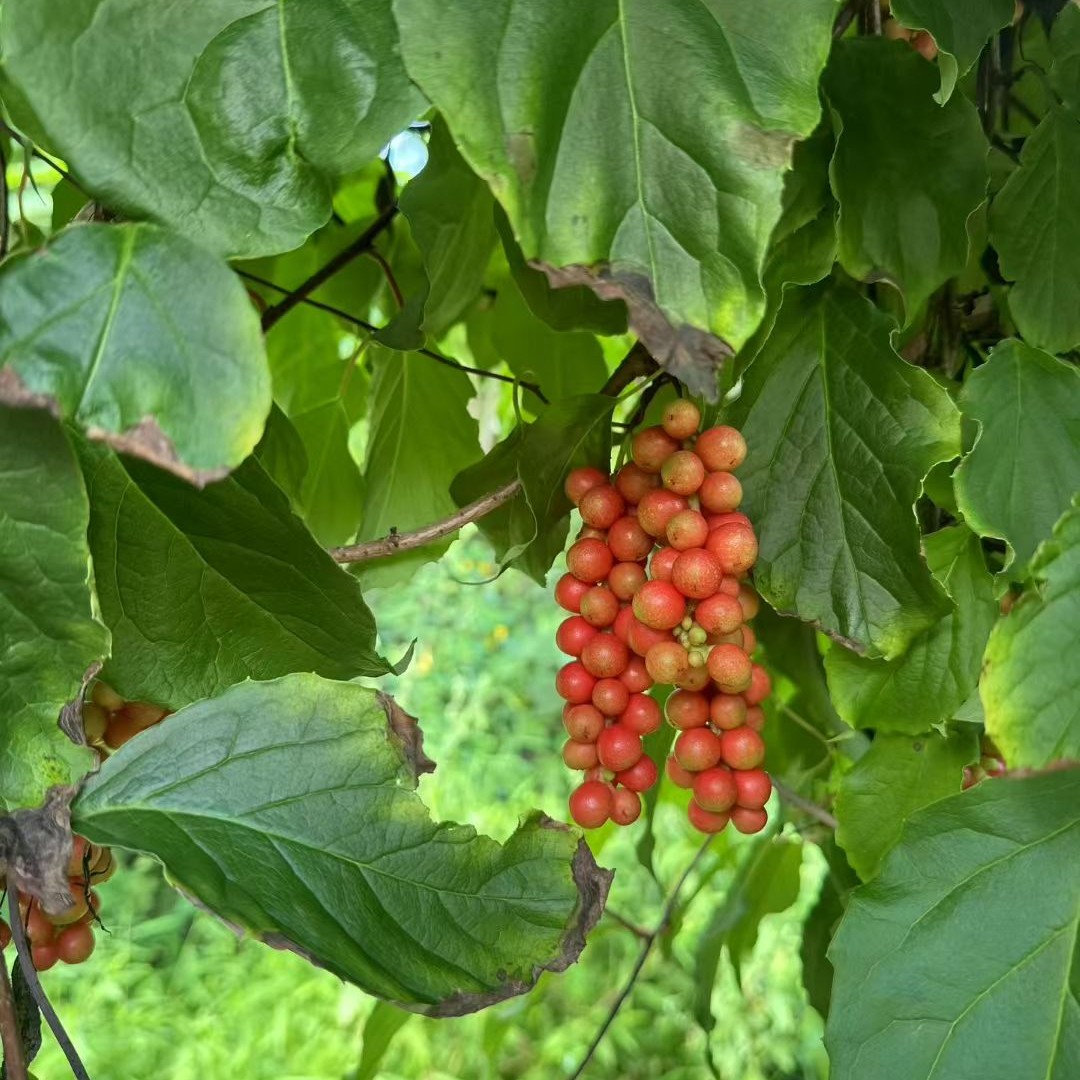 东北五味子鲜果现摘现发新鲜应季可泡酒泡水