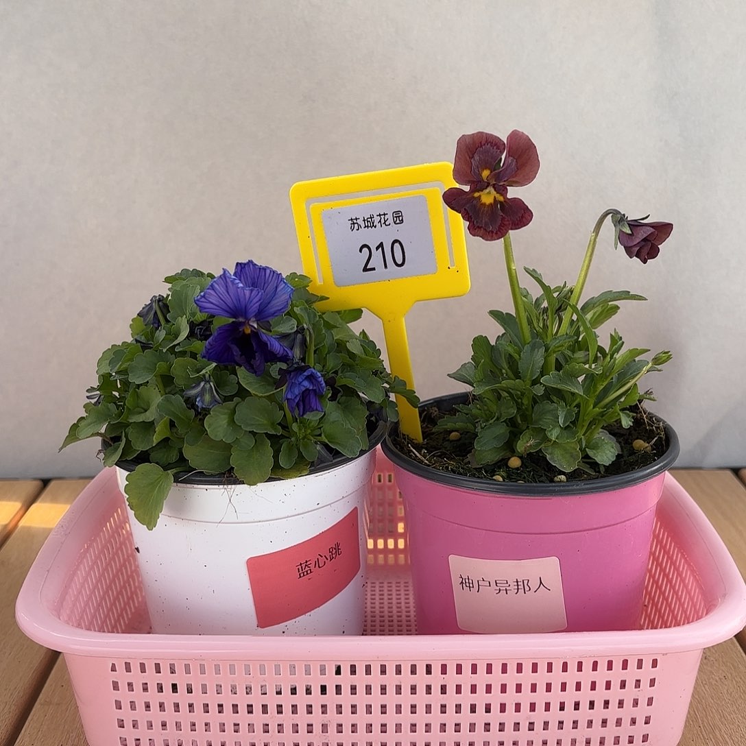 大部分开放少量花苞210