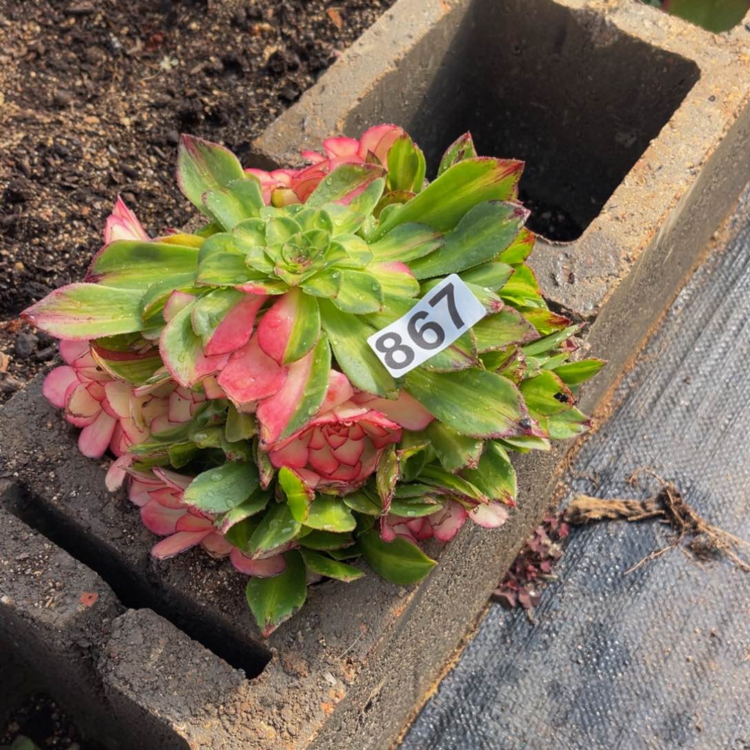 二**姨867多肉植物多肉