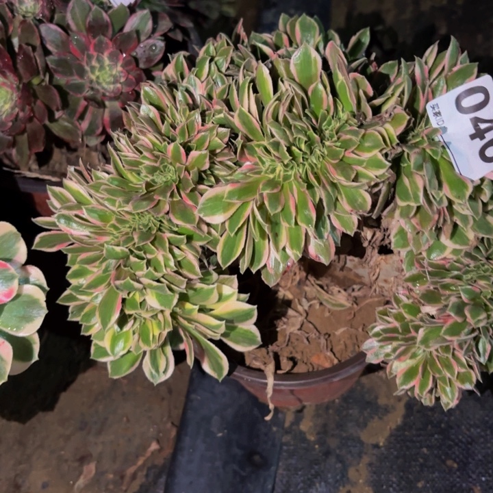 046男神多肉植物不售后