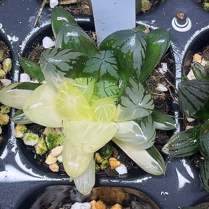 354大窗水晶灯锦脱土发货