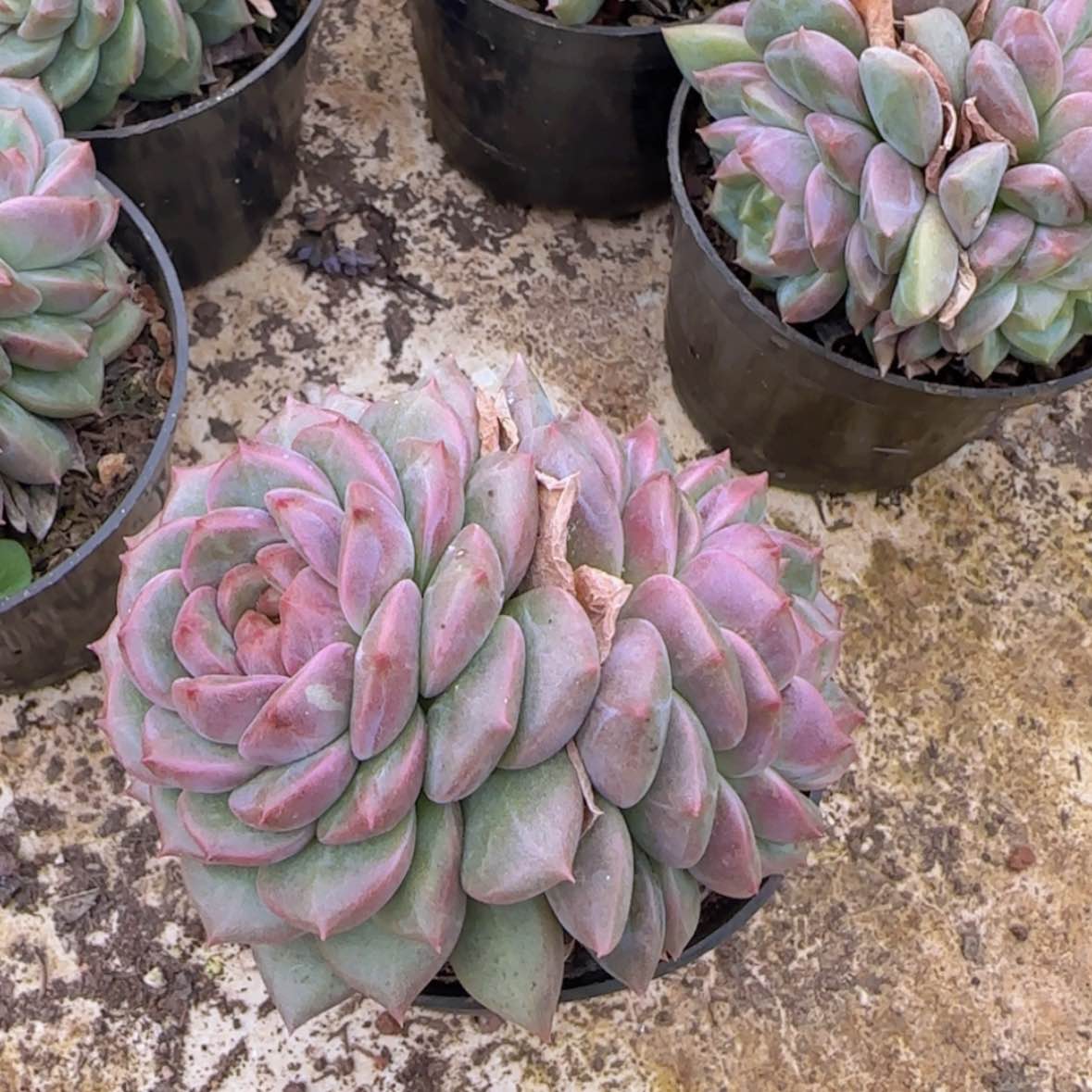 【闪购商品】紫雪双头9.9