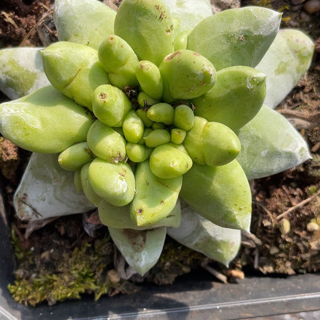 花朵绿拇指多头11900