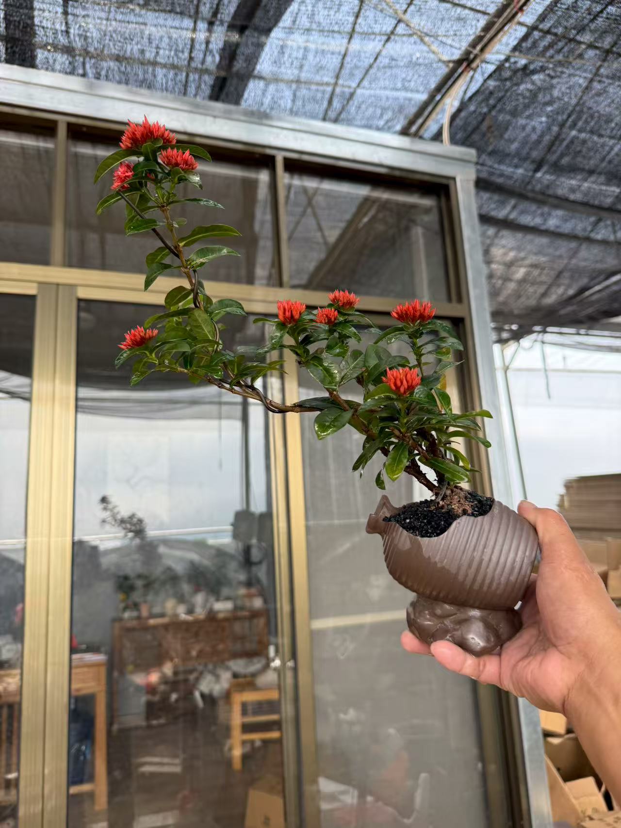 陶瓷盆小叶重瓣龙船花花期长桌面小盆景【植物图片仅供参考】