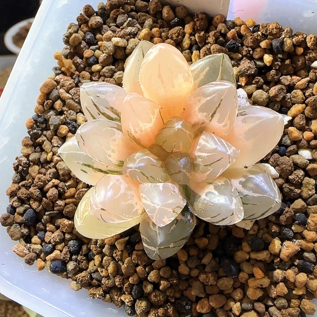 海***堂301紫王雨露锦 一物一拍带盆发