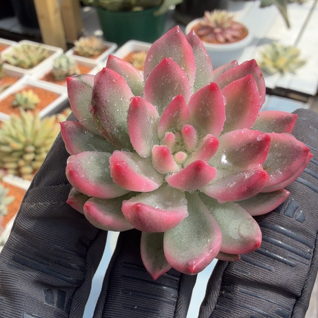 拉菲锦（独家）覆轮锦砍头