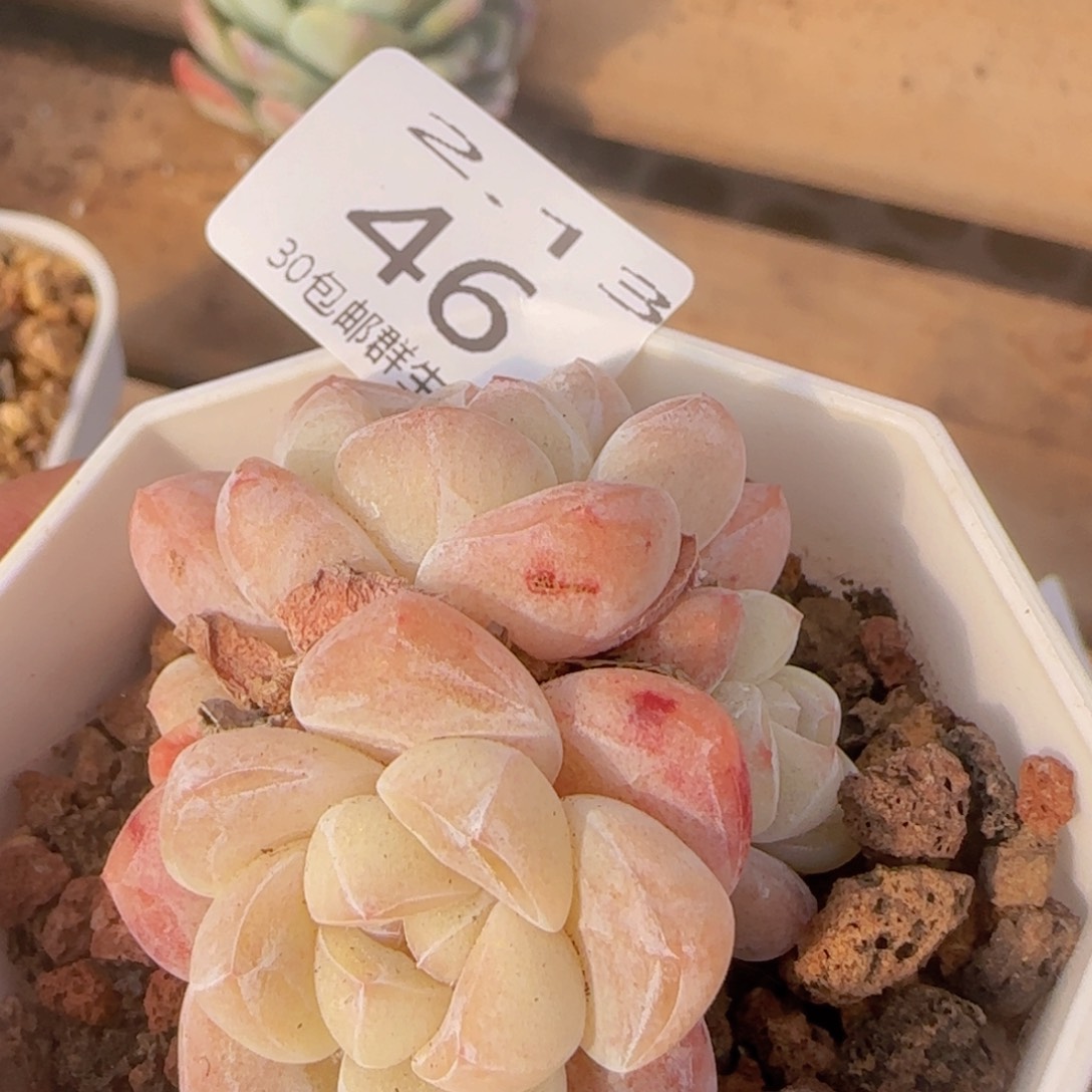 四头白体冰玉一颗脱土